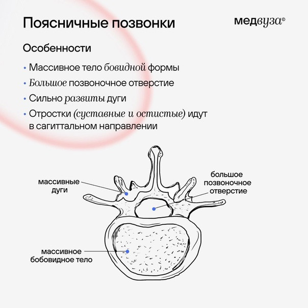 Отличия поясничных позвонков